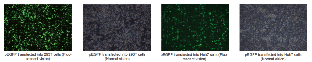 EndoFree Maxi Plasmid Kit 1024x205