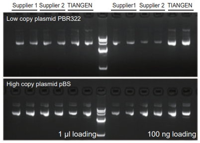 EndoFree Maxi Plasmid Kit V2 (10 preps) EndoFree Maxi Plasmid Kit V2