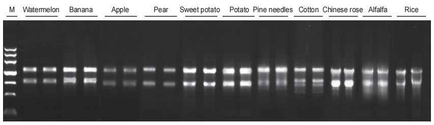 RNAprep Plant RNA Extraction Kit
