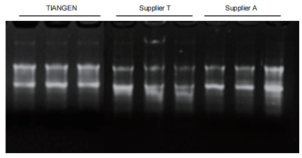 Tissue Cell RNA Extraction Kit