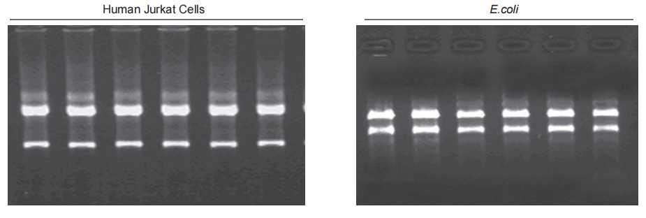 RNAprep Pure Cell/Bacteria Kit (50 preps) Bacteria RNA Extraction Kit