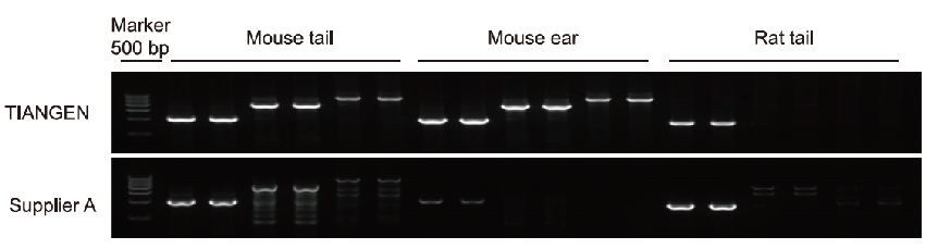 Mouse Tissue Direct PCR Kit (200 rxns) Mouse Genotyping Kit