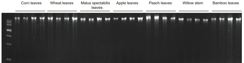 Super Plant Genomic DNA Kit (50 preps) Plant Genomic DNA Extraction Kit