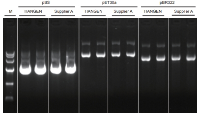 TIANprep Rapid Mini Plasmid Kit (200 preps) Rapid Miniprep Kit