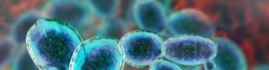 Yeast Expression Systems 383x100 1