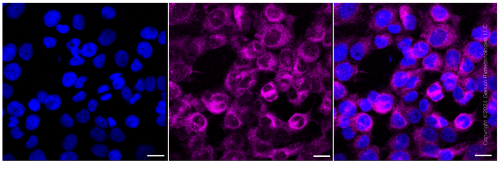 61113 IC 1 1024x348