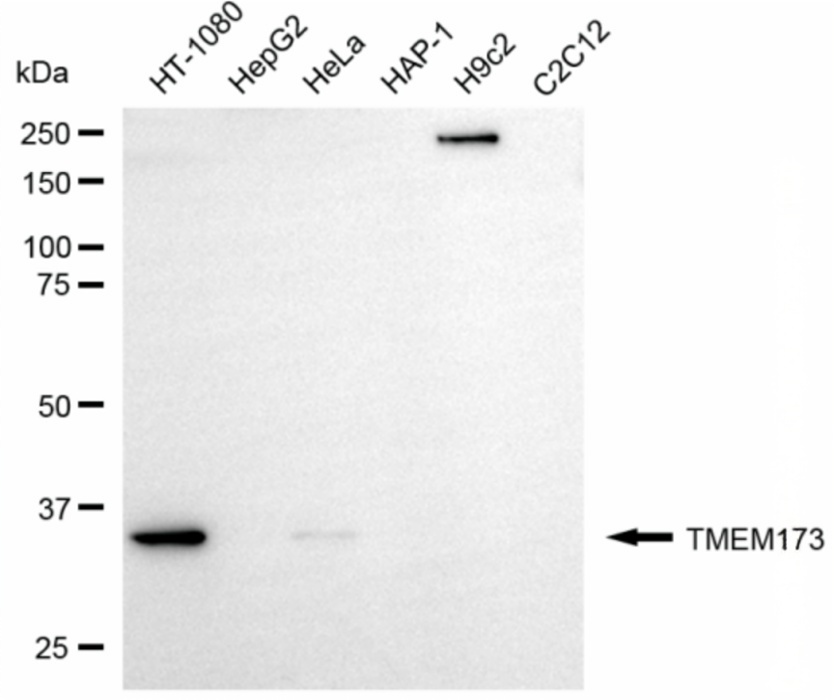 STING1 antibody