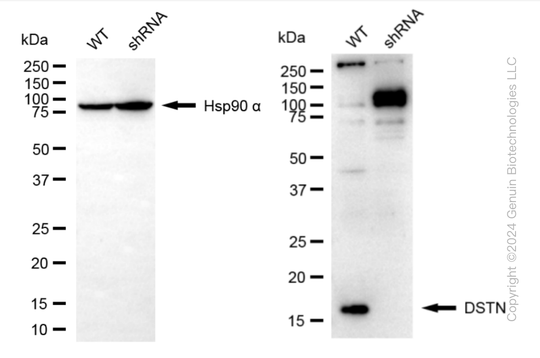 KD-Validated DSTN Rabbit mAb (20 μl) 61122 WB KD 1