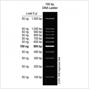 100 bp DNA Ladder (2×500µl)