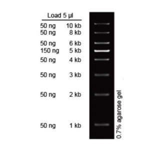1 kb Plus DNA Ladder (4×250µl)