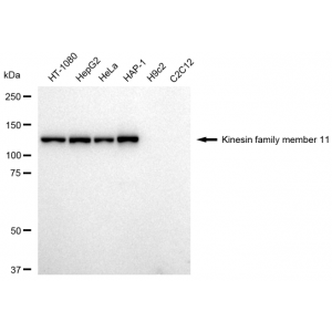 KD-Validated KIF11 Rabbit mAb (20 μl)