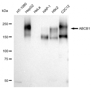KD-Validated ABCB1 Rabbit mAb (20 μl)