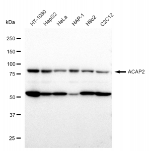 KD-Validated ACAP2 Rabbit mAb (20 μl)