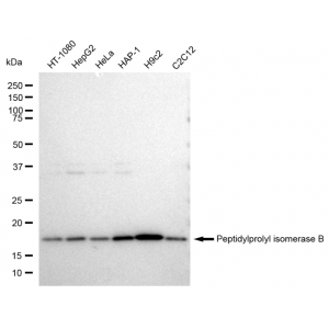 KD-Validated PPIB Rabbit mAb (20 μl)