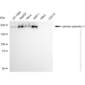 KD-Validated LAMC1 Rabbit mAb (20 μl)