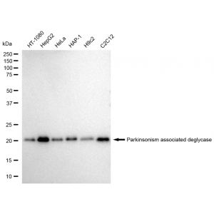 KD-Validated PARK7 Rabbit mAb (20 μl)