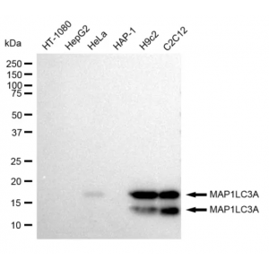KD-Validated MAP1LC3A Rabbit mAb (20 μl)