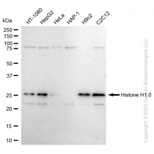 KD-Validated H1-0 Rabbit mAb (20 μl)