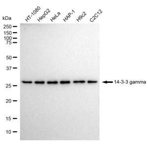 KD-Validated YWHAG Rabbit mAb (20 μl)
