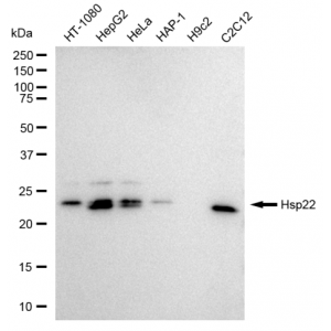 KD-Validated Hsp22 Rabbit mAb (20 μl)