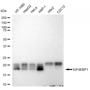KD-Validated EIF4EBP1 Rabbit mAb (20 μl)