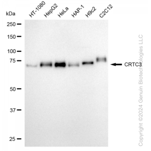 KD-Validated CRTC3 Rabbit mAb (20 μl)