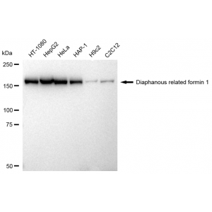 KD-Validated DIAPH1 Rabbit mAb (20 μl)