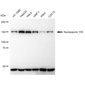 KD-Validated NUP155 Rabbit mAb (20 μl)