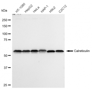 KD-Validated CRT Rabbit mAb (20 μl)