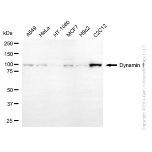KD-Validated DNM1 Rabbit mAb (20 μl)