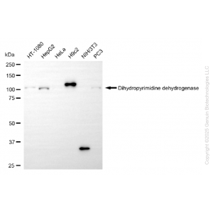 KD-Validated DPYD Rabbit mAb (20 μl)