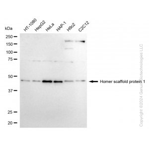 KD-Validated HOMER1 Rabbit mAb (20 μl)