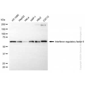 KD-Validated IRF6 Rabbit mAb (20 μl)