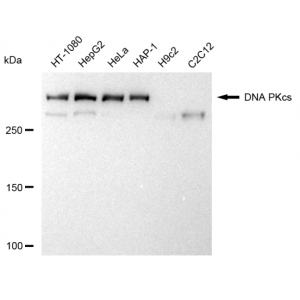 KD-Validated PRKDC Rabbit mAb (20 μl)