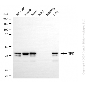 KD-Validated ITPK1 Rabbit mAb (20 μl)
