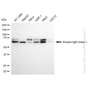 KD-Validated KLC1 Rabbit mAb (20 μl)