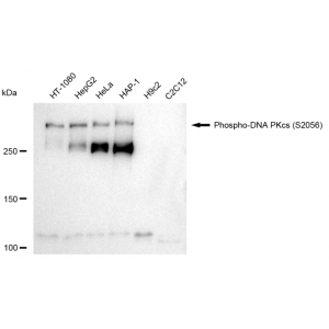 KD-Validated Phospho-PRKDC (S2056) Rabbit mAb (20 μl)