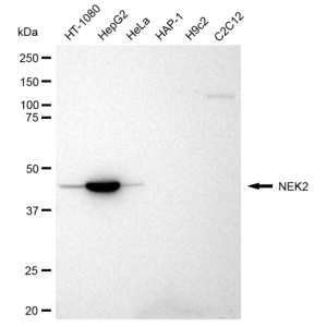 KD-Validated NEK2 Rabbit mAb (20 μl)