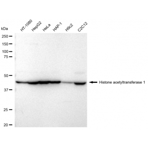 KD-Validated HAT1 Rabbit mAb (20 μl)