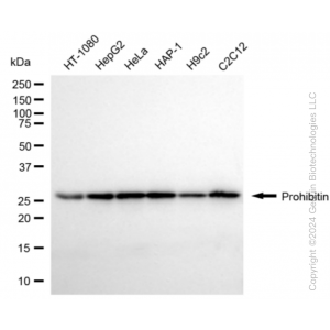 KD-Validated PHB1 Rabbit mAb (20 μl)