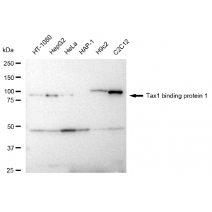 KD-Validated TAX1BP1 Rabbit mAb (20 μl)