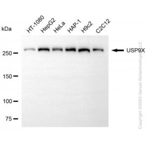 KD-Validated USP9X Rabbit mAb (20 μl)