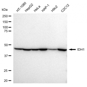 KD-Validated IDH1 Rabbit mAb (20 μl)