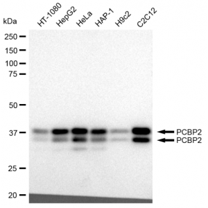 KD-Validated PCBP2 Rabbit mAb (20 μl)