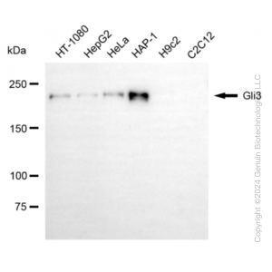 KD-Validated Gli3 Rabbit mAb (20 μl)
