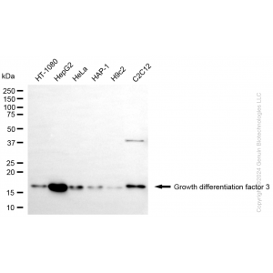 KD-Validated GDF3 Rabbit mAb (20 μl)
