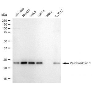 KD-Validated PRDX1 Rabbit mAb (20 μl)