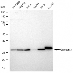 KD-Validated GAL3 Rabbit mAb (20 μl)