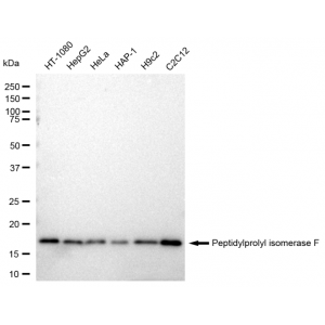 KD-Validated PPIF Rabbit mAb (20 μl)