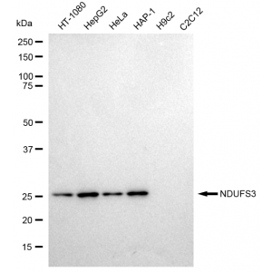 KD-Validated NDUFS3 Rabbit mAb (20 μl)